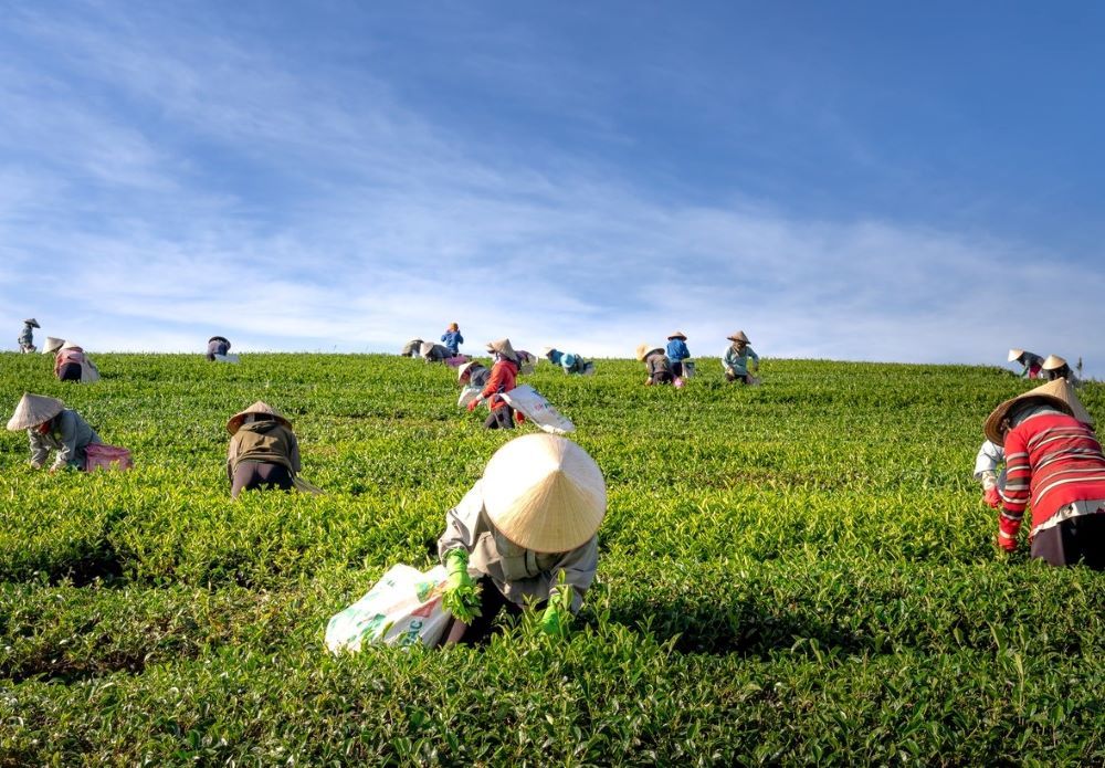 Optimizing National Agricultural Productivity Through Data-Driven Standardization